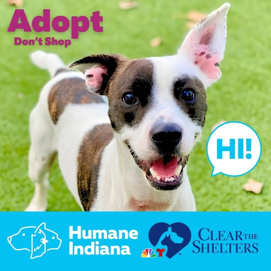 Clear the Shelters