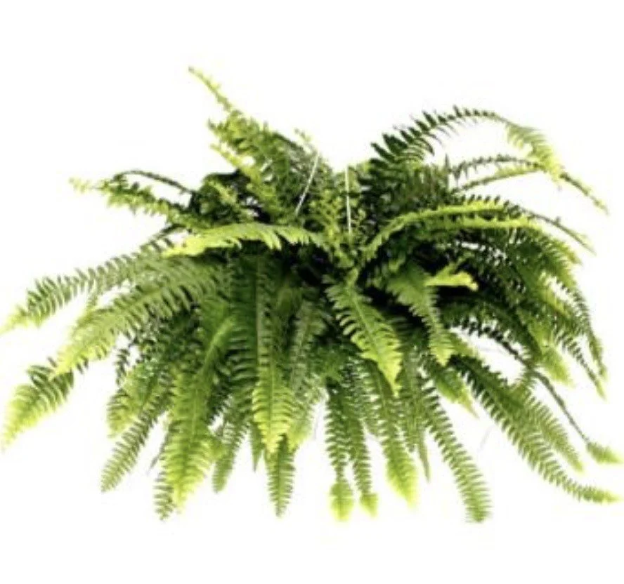 fern.jpeg