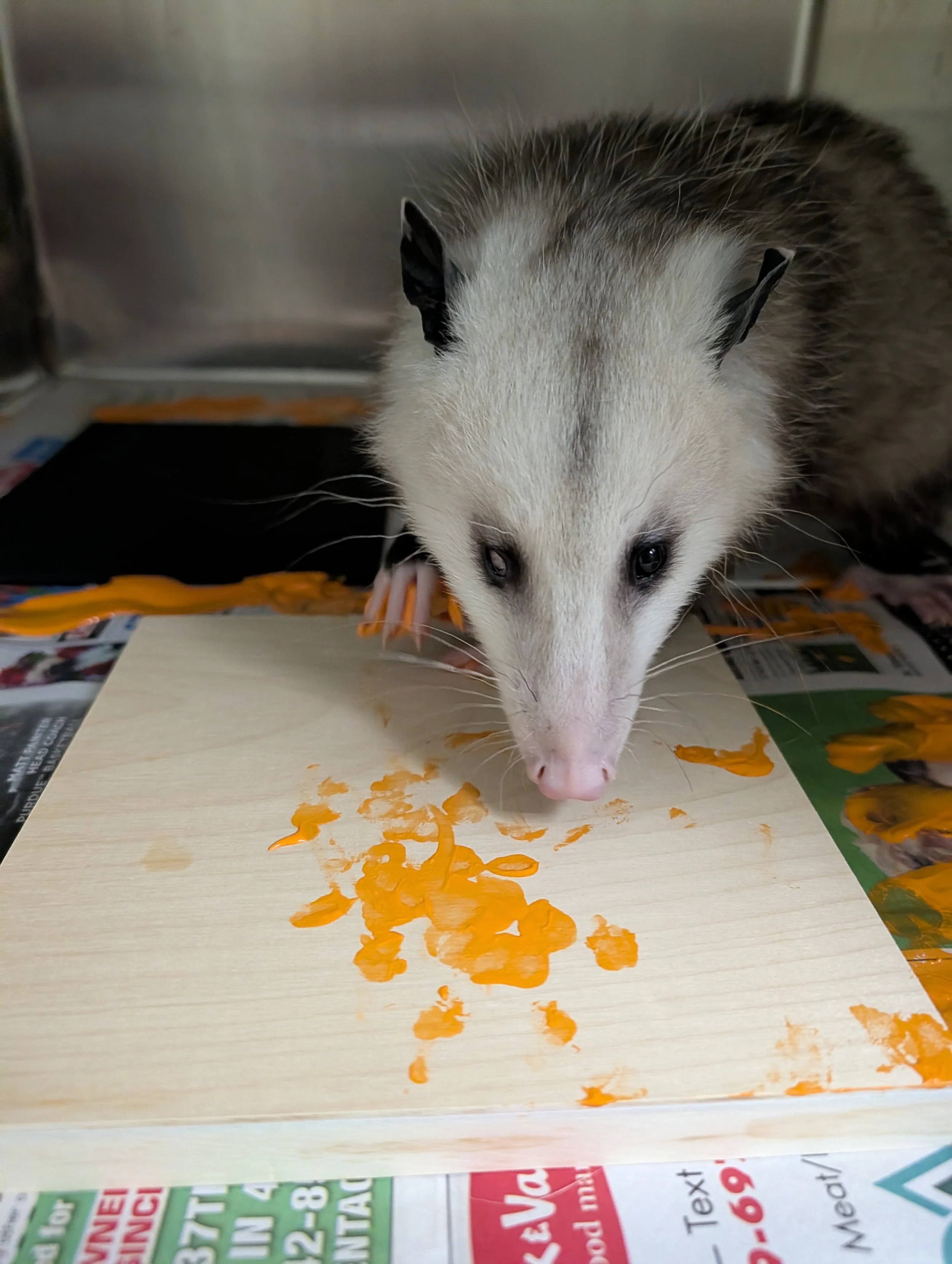 Feta Virginia Opossum.jpg