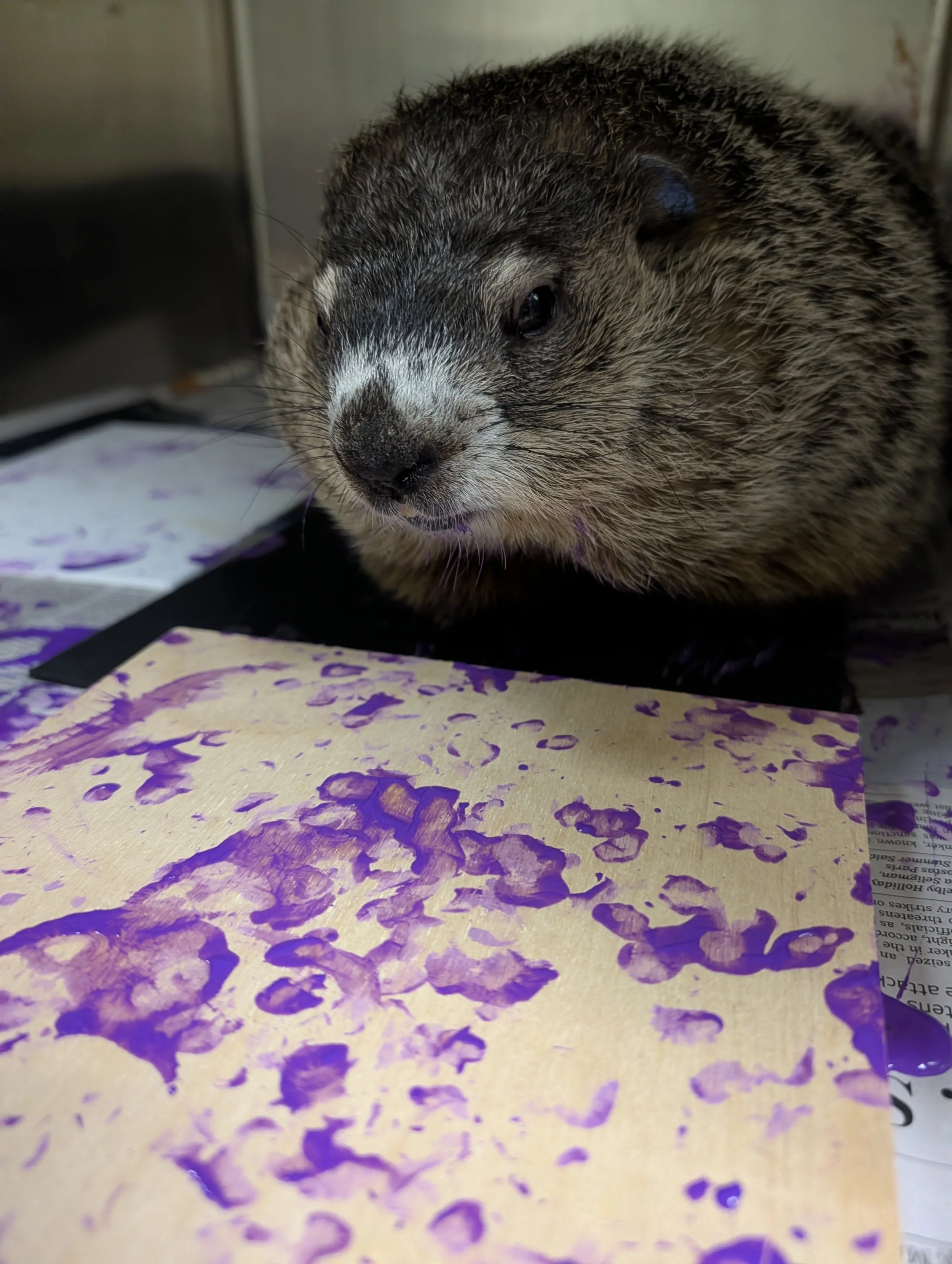Poutine Groundhog.jpg
