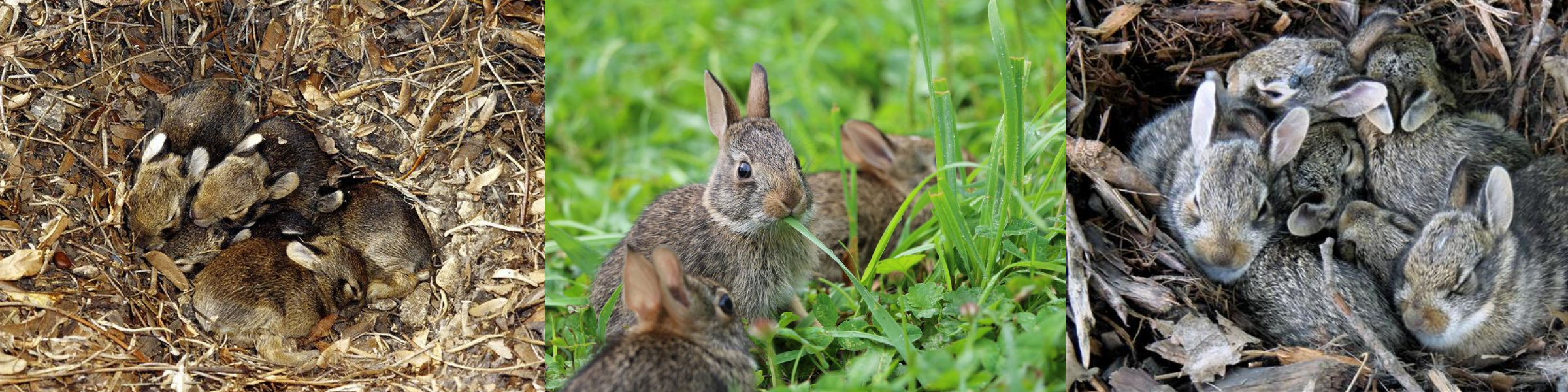 What to do if you find a nest of baby rabbits via Mountain WILD