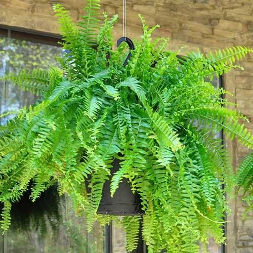 10" Boston Fern Hanging Basket