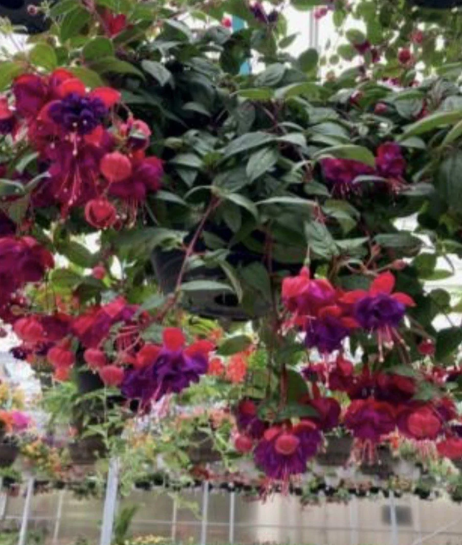 10"-11" Fuchsia Hanging Basket - 10"-11"