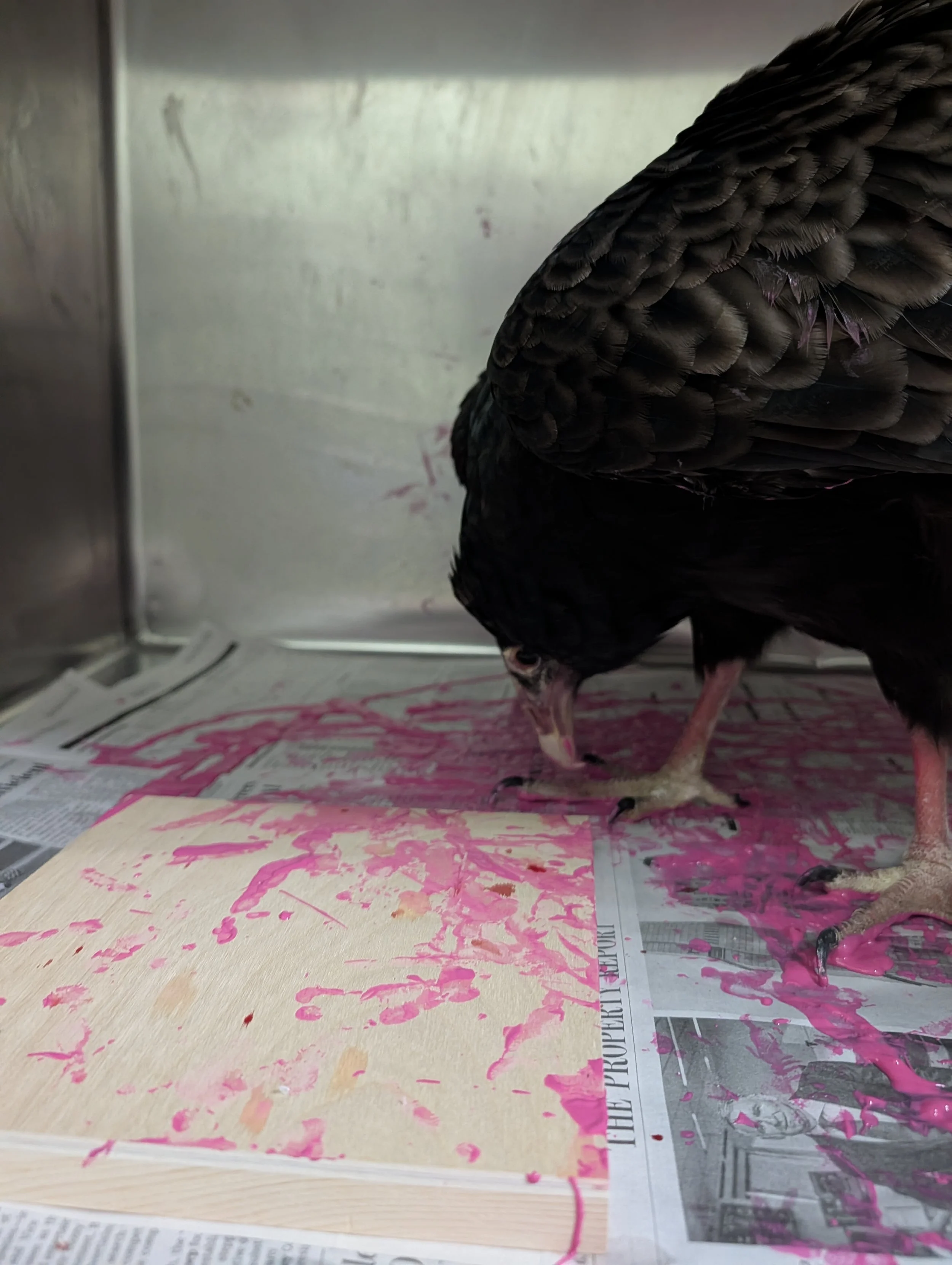 Freddie Turkey Vulture.jpg
