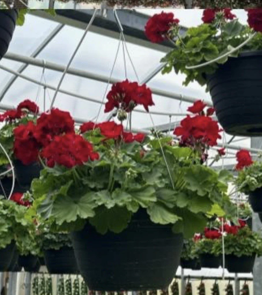 10"-11" Geranium Hanging Basket