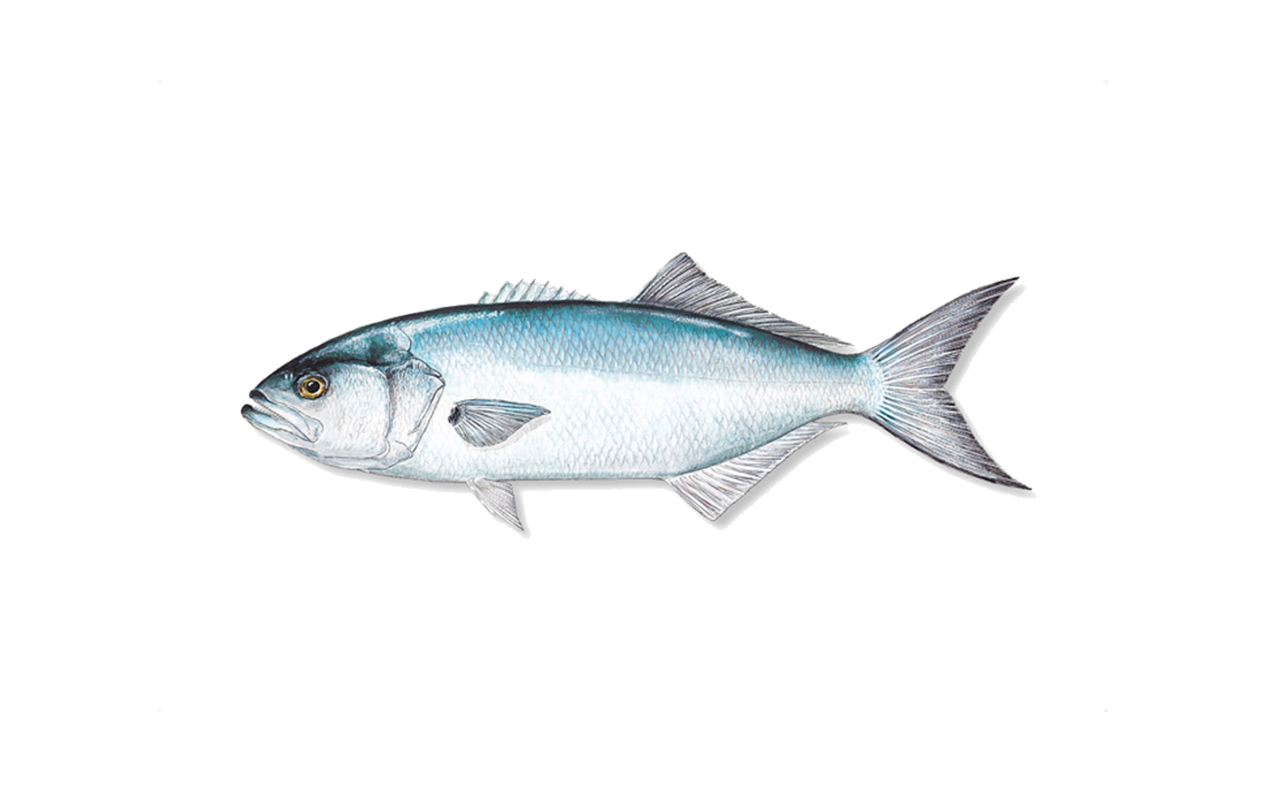 Charter Options — Destin Kids Charters