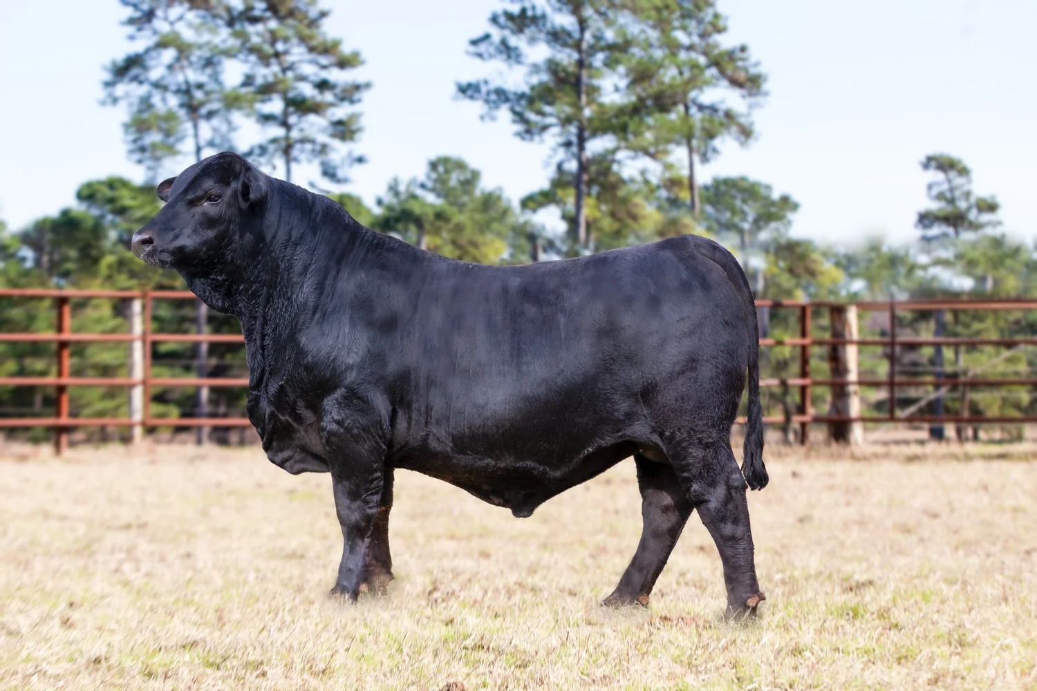 Draggin M Ranch A.I. Brangus Sires — Consistent, Data-Driven Performance Brangus