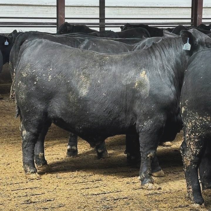 A set of CDP BRANGUS cooperator Leto Farm&rsquo;s finished steers in a feedlot in Iowa.

CDP BRANGUS 
Consistent. Data-Driven. Performance. 
Brangus and Ultrablack Cattle
www.cdpbrangus.com

📲 Craig: 870-834-1976
📲 Grady: 870-314-3673

&bull;&bull;