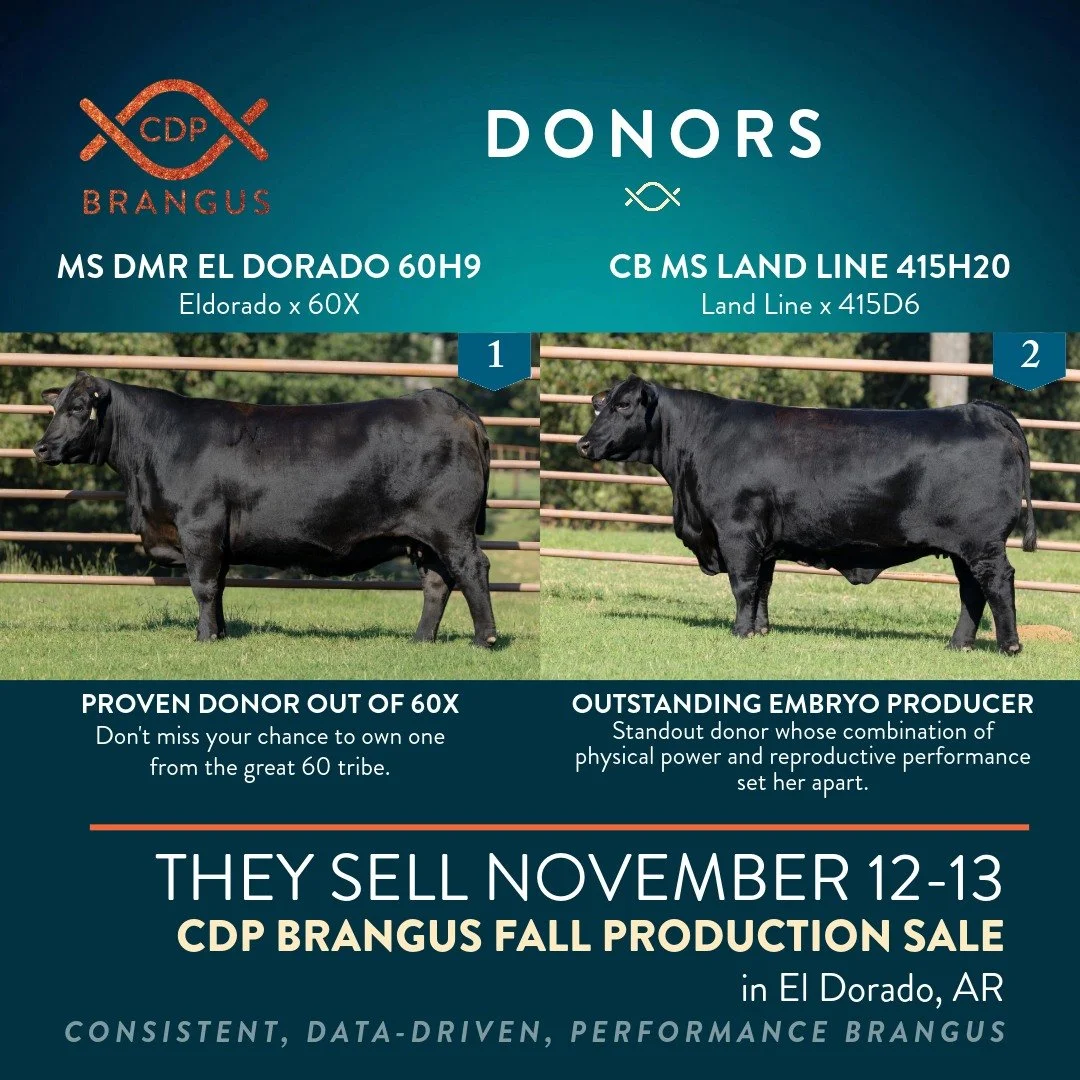 Proven Genetics. Reliable Performance. Lasting Impact.
The 60 and 415 cow families represent generations of consistency, fertility, and maternal power. From MS DMR El Dorado 60H9, a cornerstone donor known for breed-leading predictability and matern