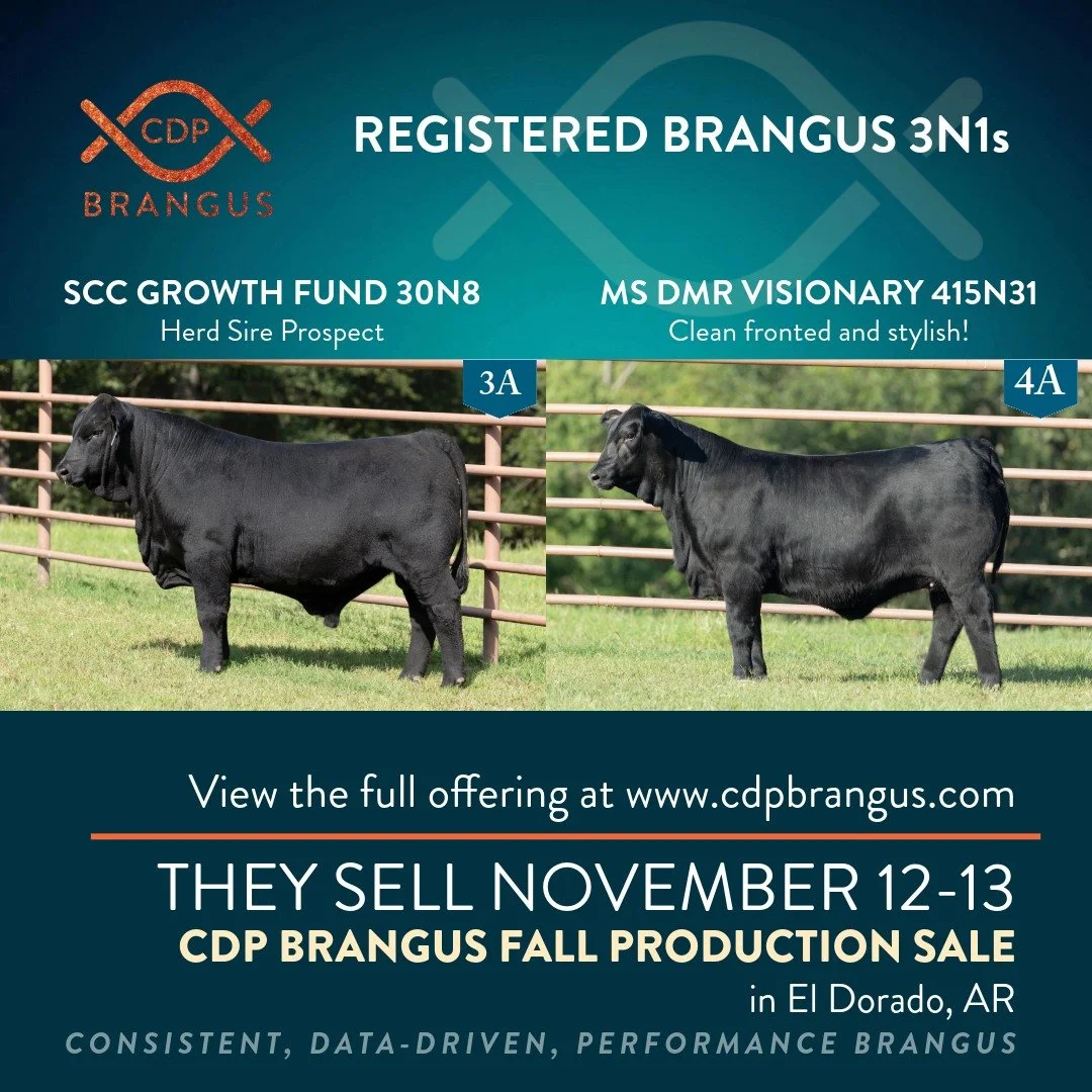 3 & 3A: SEWELLS MS JUSTIFIED 30L2 and SCC GROWTH FUND 30N8
Donor Prospect paired with her herd sire prospect son. Don't miss this exciting opportunity!
4 & 4A: MS DMR CASH FLOW 415H66 and MS DMR VISIONARY 415N31
Calving ease Cash Flow daught