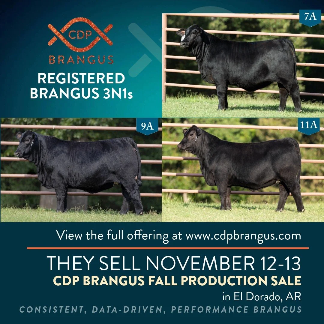 An Admiral, a Growth Fund and an Empire spring 2025 heifer calves. Take your pick. We don't think you can go wrong.
📖View the Catalog now at www.cdpbrangus.com
🗓️ November 12–13 - El Dorado, Arkansas
📍250 Brangus and Ultrablack Bulls, 300
