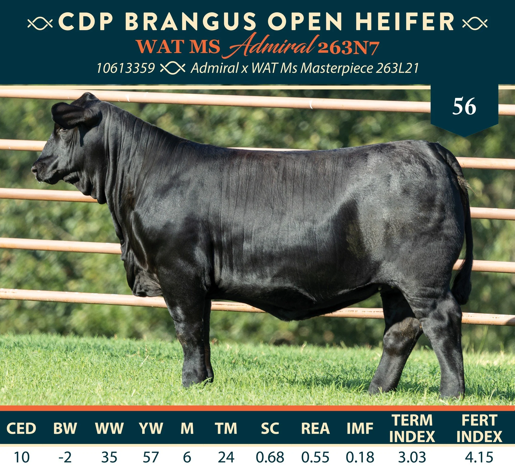 ↱Lot 56: WAT MS ADMIRAL 263N7
CALVING EASE AND PHENOTYPE↲

One of the most phenotypically pleasing heifers in the offering, this Admiral daughter catches your eye with her combination of style, balance, and overall completeness. She brings the kind o