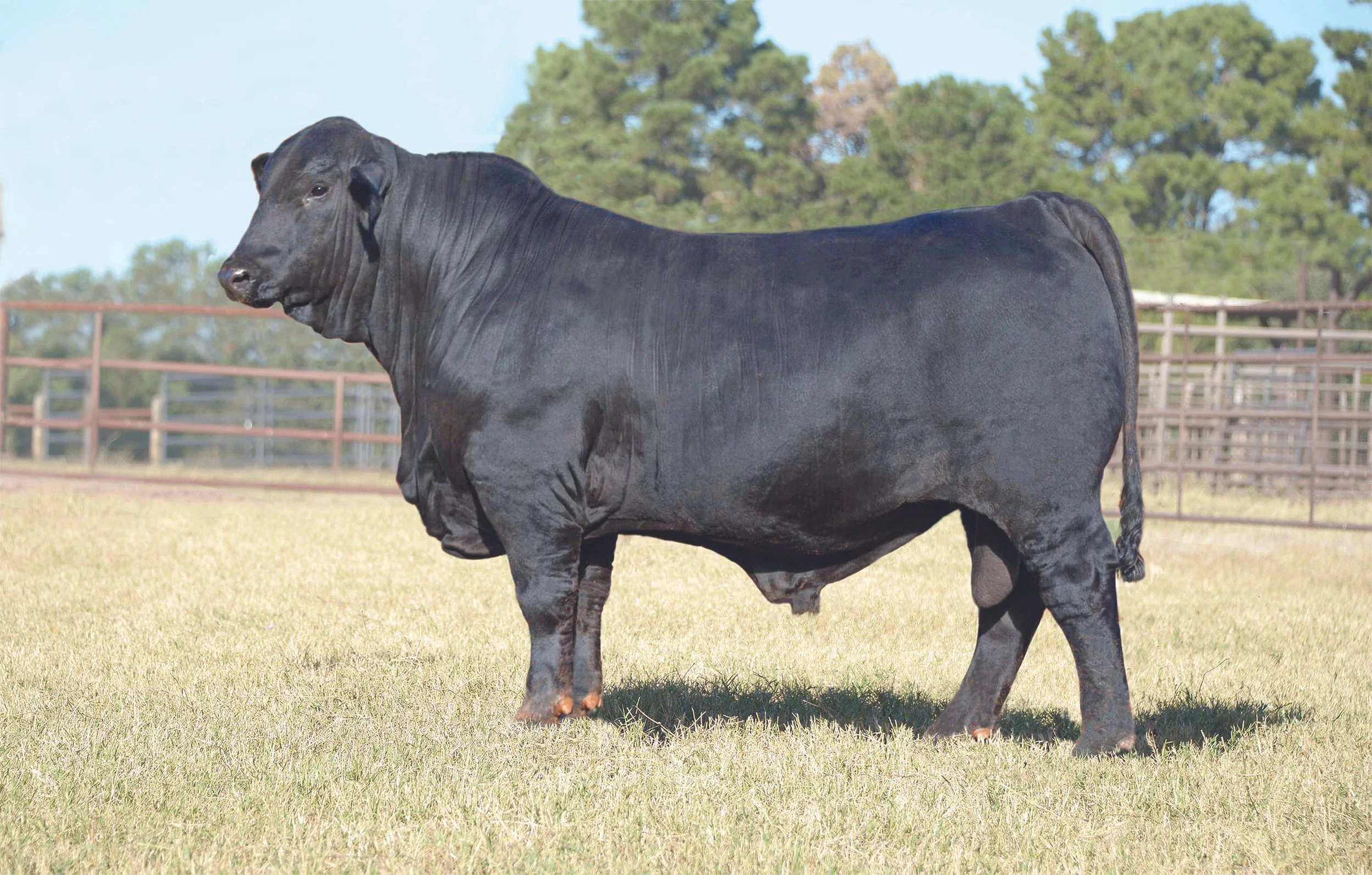 Draggin M Ranch A.I. Brangus Sires — Consistent, Data-Driven Performance Brangus