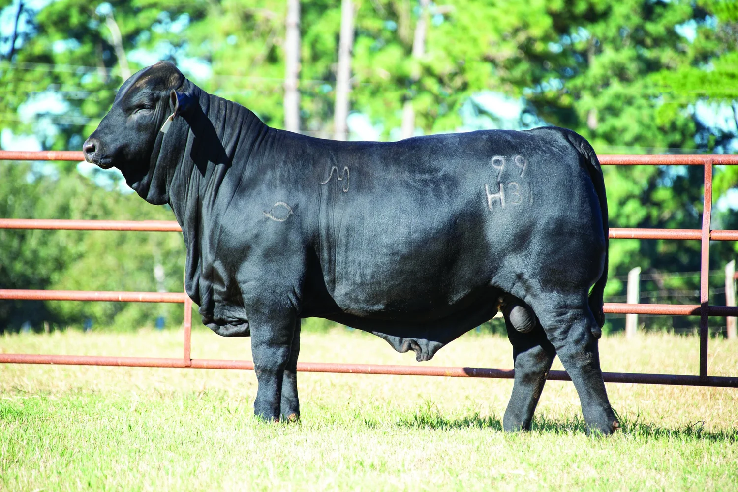 Draggin M Ranch A.I. Brangus Sires — Consistent, Data-Driven Performance Brangus