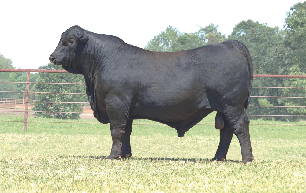 Draggin M Ranch A.I. Brangus Sires — Consistent, Data-Driven Performance Brangus