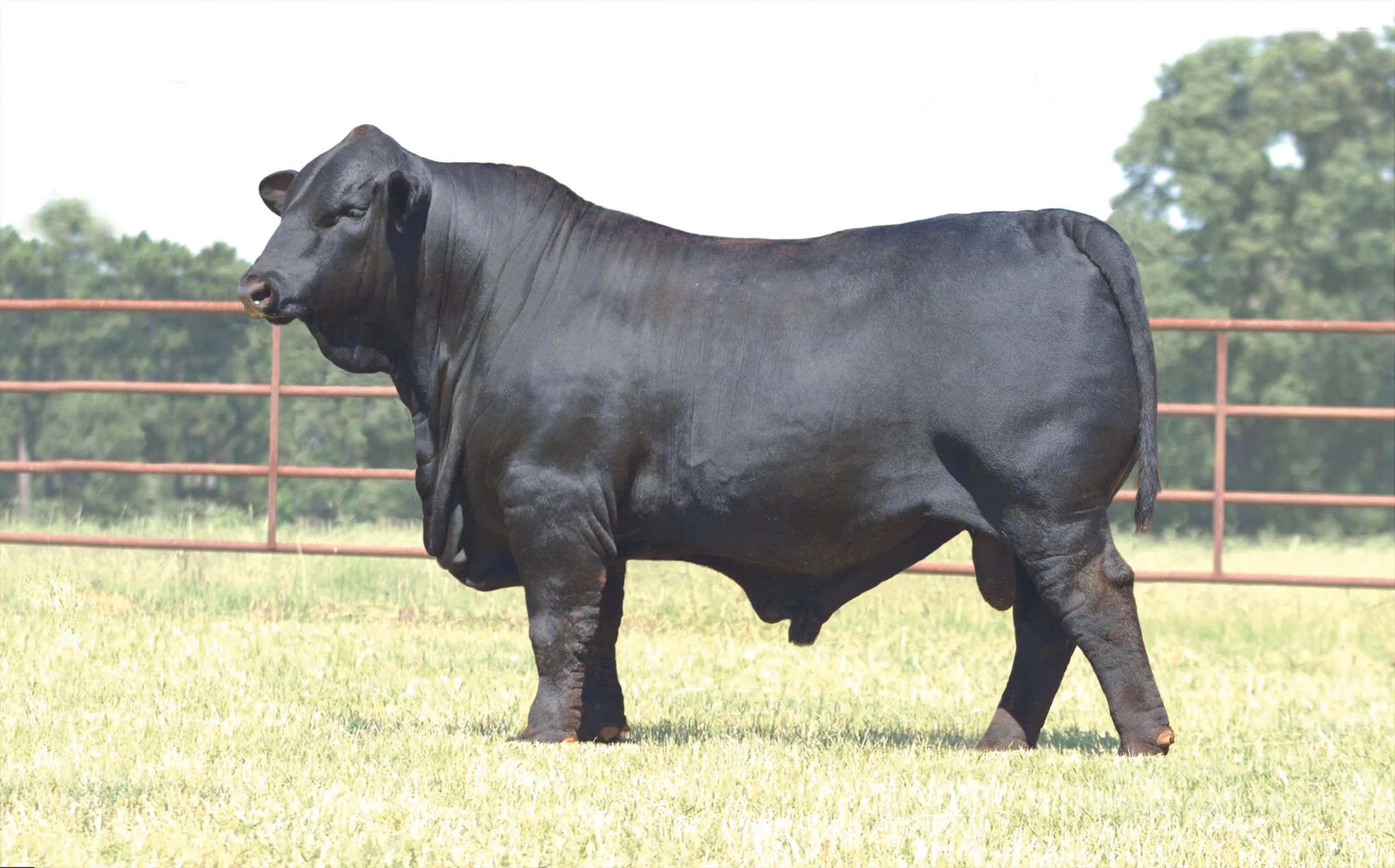Draggin M Ranch A.I. Brangus Sires — Consistent, Data-Driven Performance Brangus