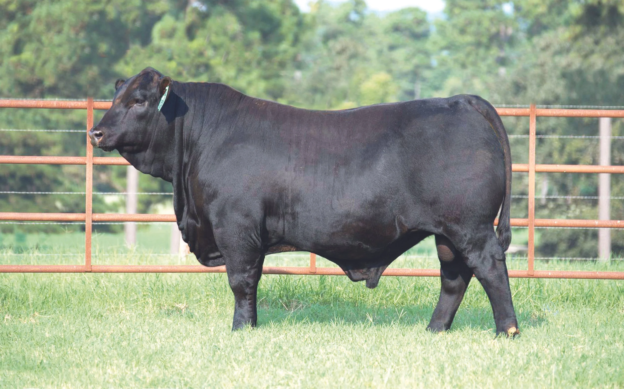 Draggin M Ranch A.I. Brangus Sires — Consistent, Data-Driven Performance Brangus