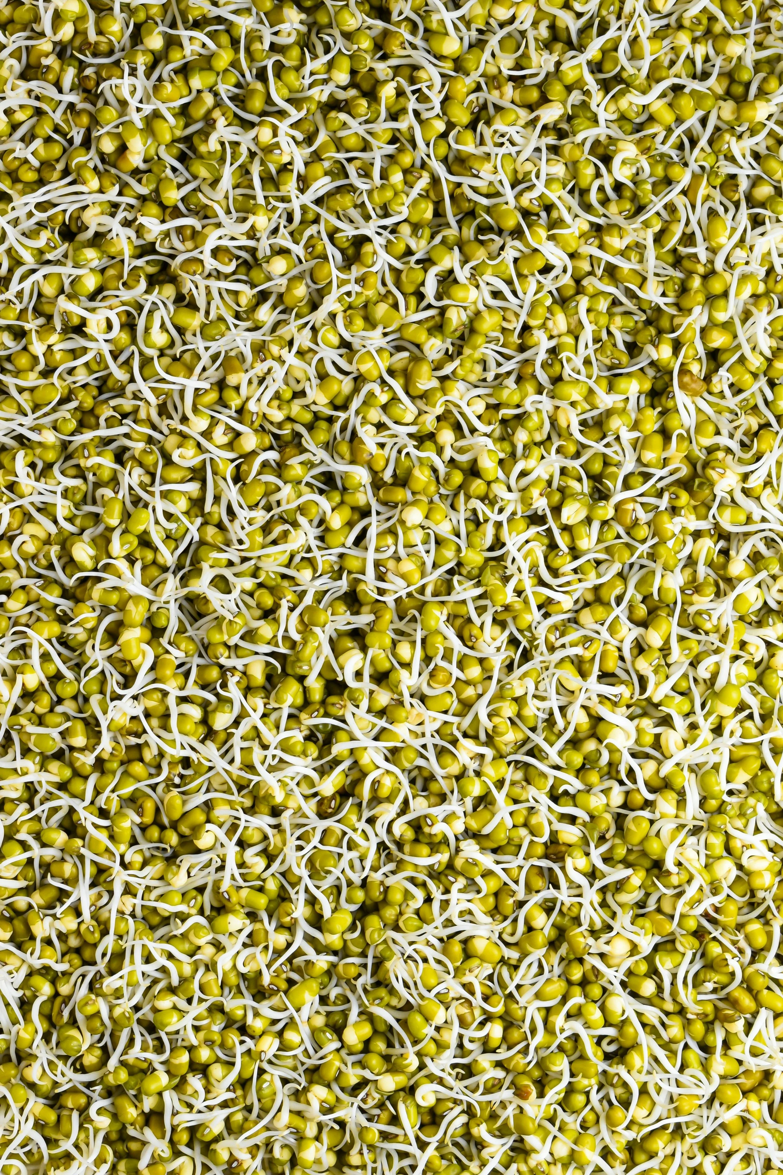 איך מנביטים