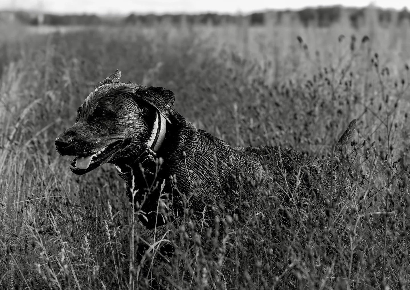 Capturing working dogs in their element is energizing. ⚡️

Book your outdoor/hunting session now! Dogs optional but very much appreciated 🐾🖤

🏷️ hunting dogs, bird dogs, hunting photography, outdoor photographer, outdoor sports, sports photography