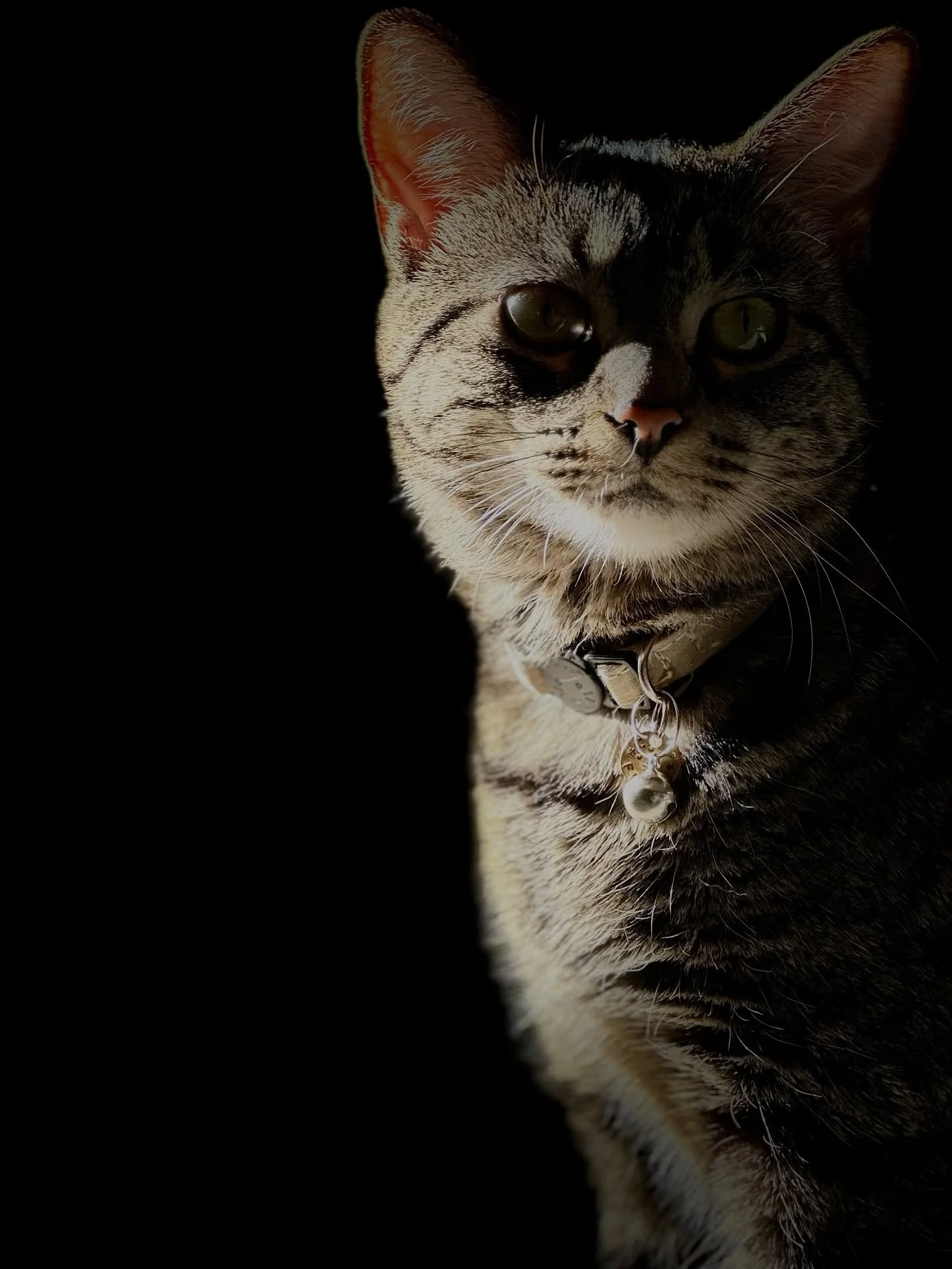 She&rsquo;s all black cat vibes without actually being all void. 🖤 My wolf girl, Freya. 

🏷️ cat photography, pet photographer, tabby cats, cats of Instagram, traverse city pet photographer, pet photos