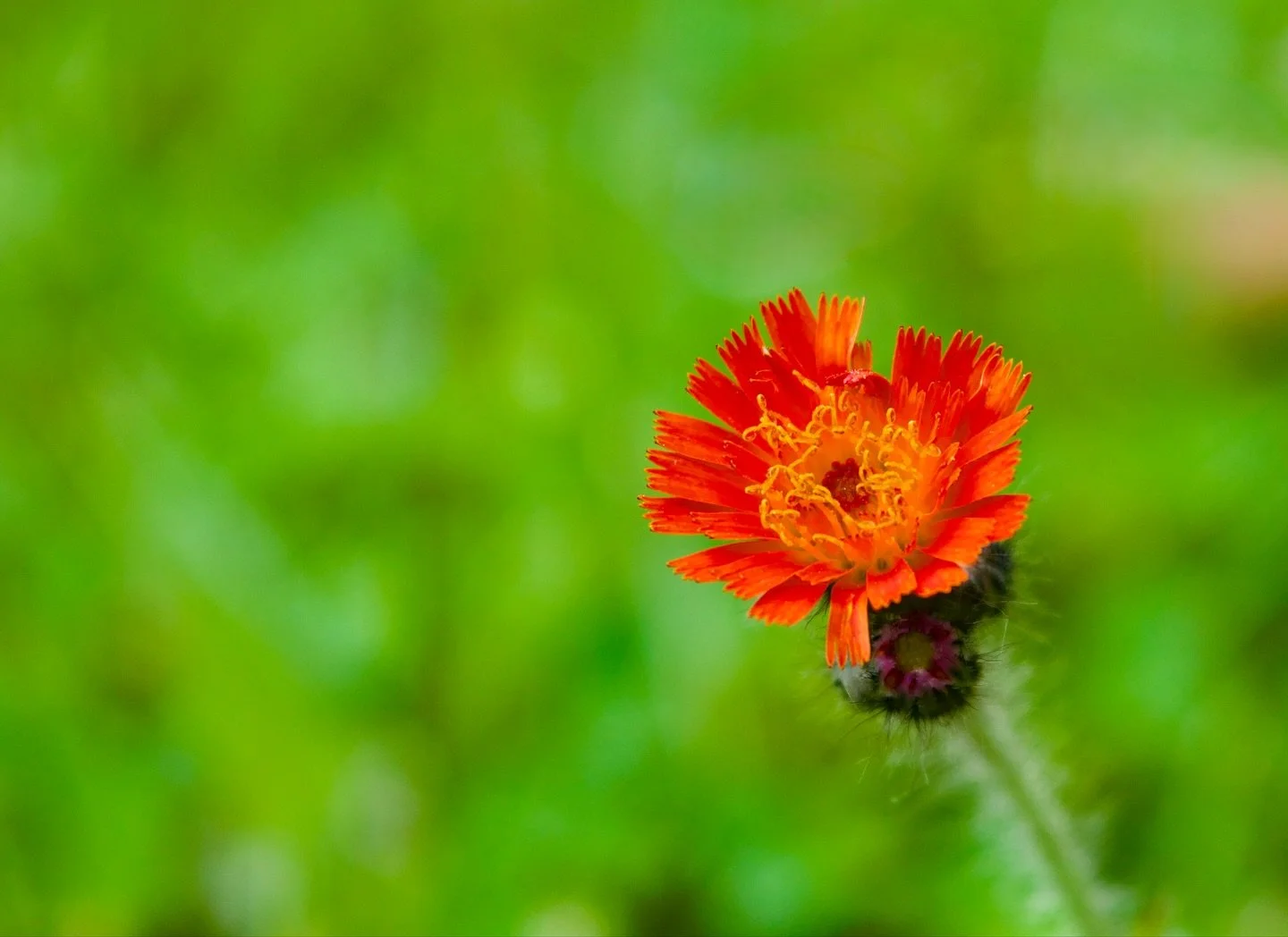 Just some orange and red to spookify your feed 🧡❤️