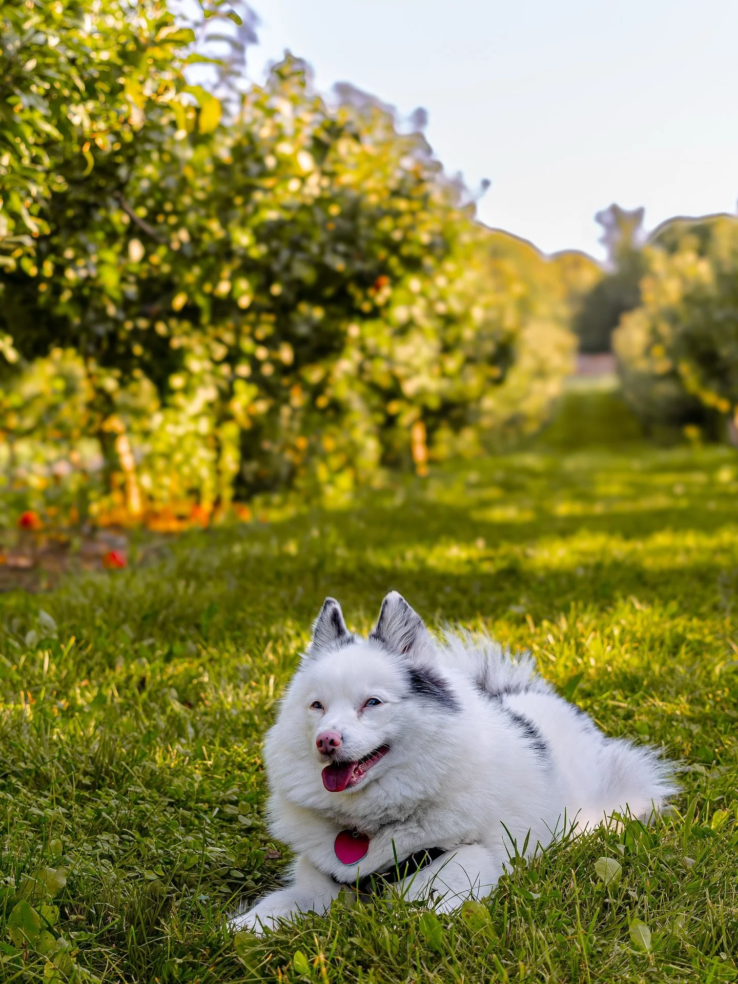 Elsa &mdash; from France to Hawaii to Northern Michigan, Elsa has traveled the world. 🌎 Her smile tells you she&rsquo;s loved every minute of it. 🐾🐾

🏷️ pet photos, pet photography, pet photographer, dog photoshoot, fall photoshoot