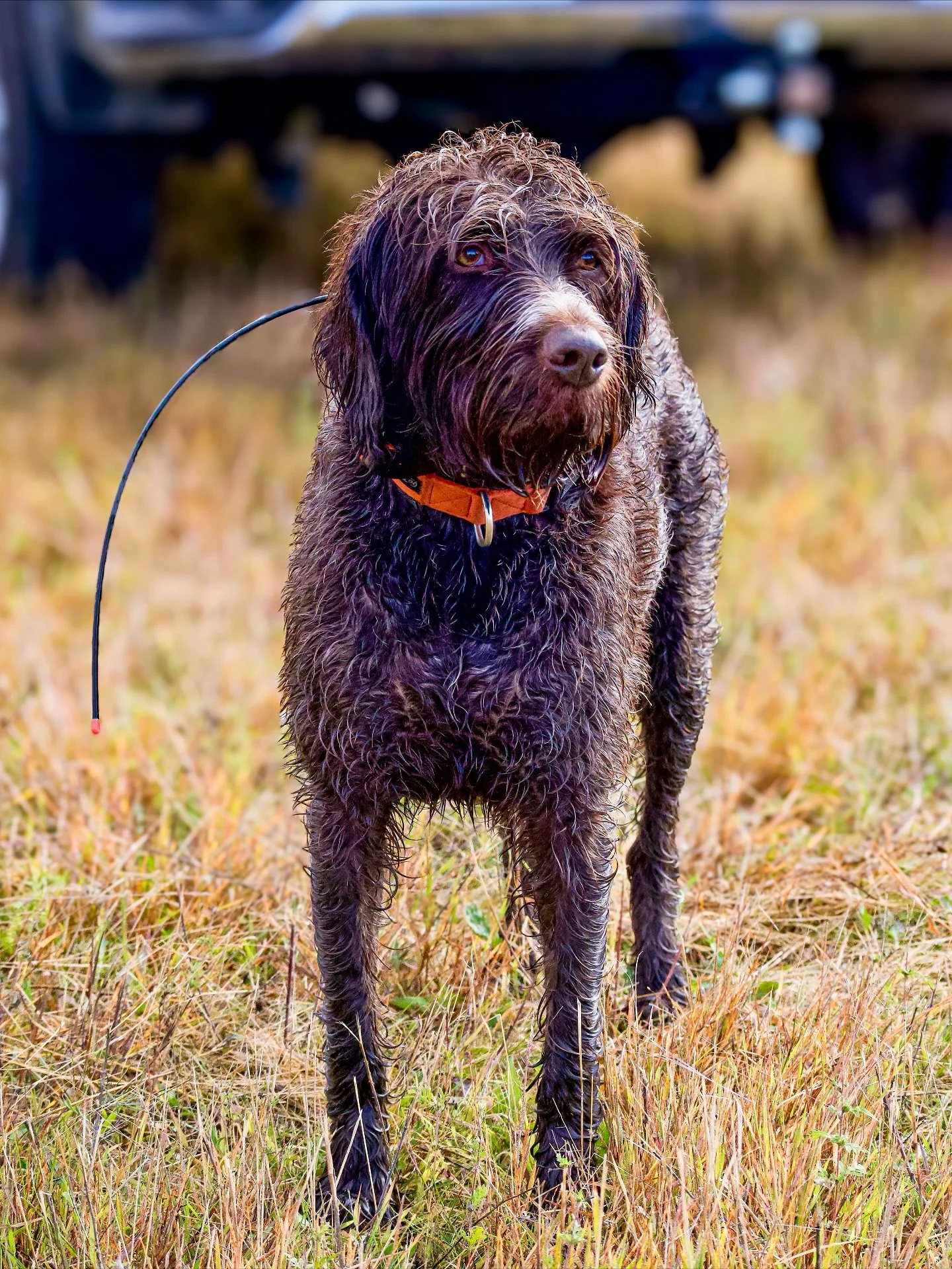 Clanna 🧡🏵️

🏷️ hunting dog, bird dog, gun dog, working dog photos, pet photography, hunting photography, dog photoshoot