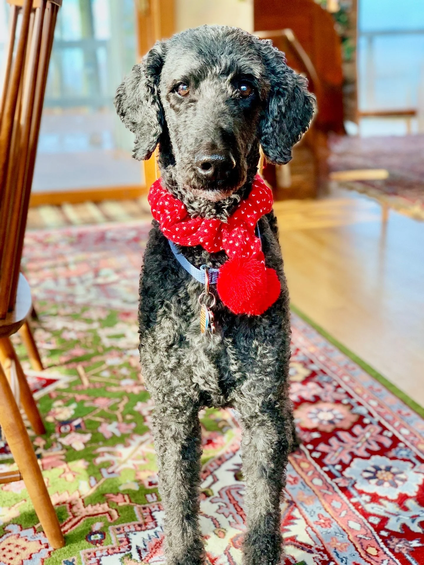Monty hasn&rsquo;t been on the feed in awhile. Is there anything cozier than his red scarf? 🧣🖤

🏷️ pet photography, Michigan pet photographer, standard poodle, dog photos, dog photo session, northern Michigan photographer