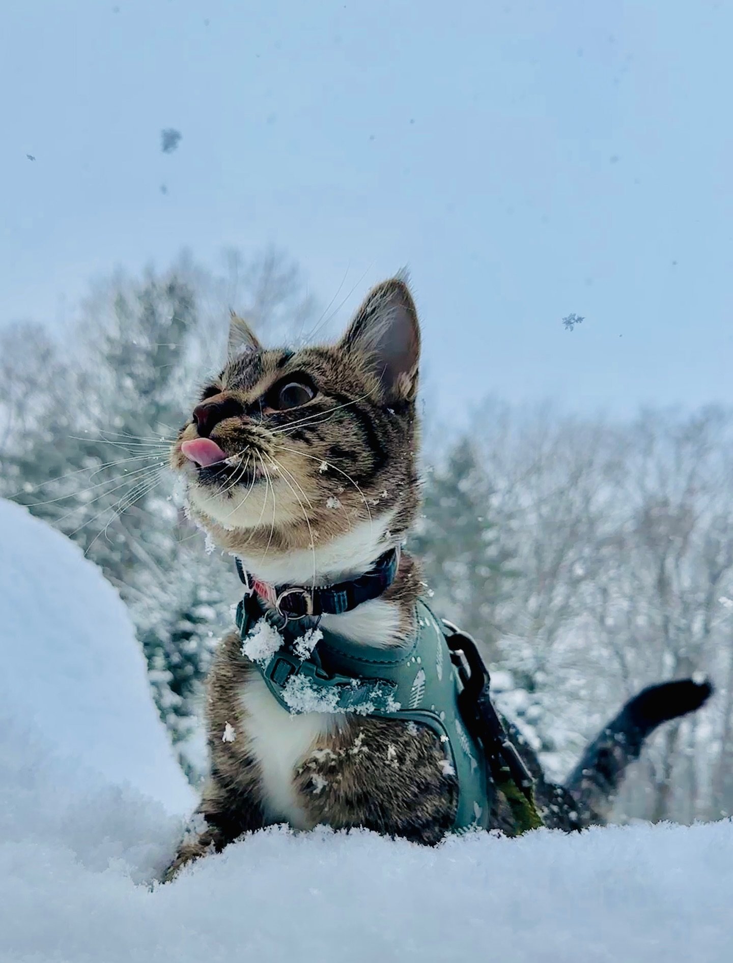 Frog out enjoying the snow. ❄️ She&rsquo;s almost 1 year old now, can you believe it?

I&rsquo;m thinking of exiting my winter hibernation period and starting to post again. We shall see 🤔

✨ kitten photography, cats of instagram, pet photographer, 