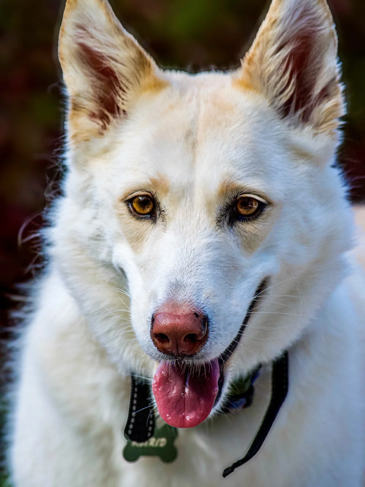 ◻️ Astrid ◻️ 

Our girl sure has been enjoying the winter weather these past few months. She&rsquo;s really come out of her shell since last year and it&rsquo;s been a joy to see. 🥰 

If you&rsquo;re interested in getting pet portraits done for your