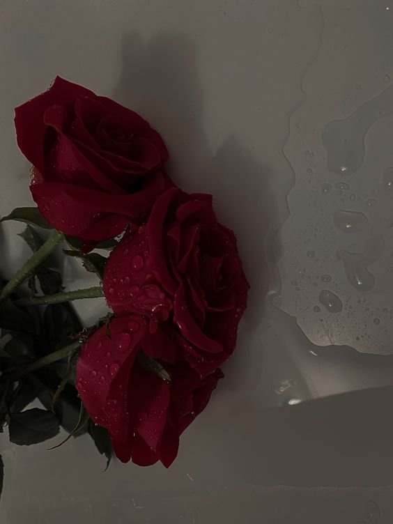 red rose wet.jpeg