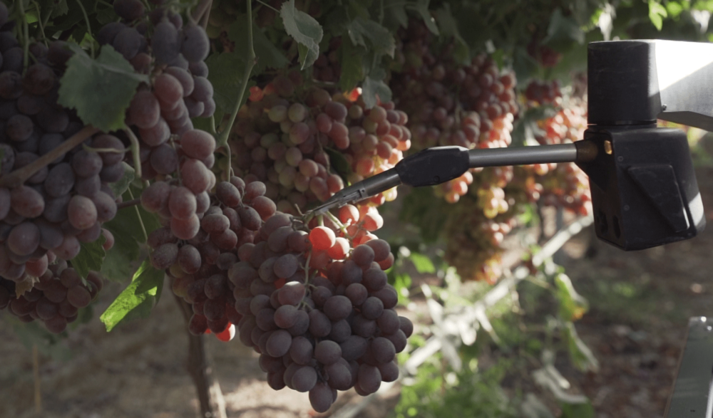 Tortuga raises $20 million investment led by Lewis &amp; Clark AgriFood to scale automation in specialty crops