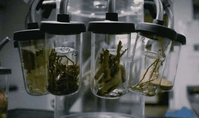 Brightseed raises $27 million for phytonutrient identification tech used in food and nutraceuticals