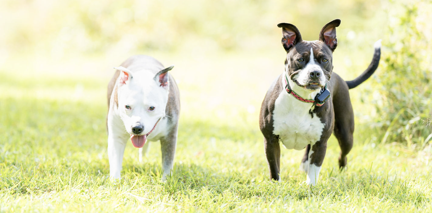 Chasing Inner Stillness Instead of Chasing Your Tail