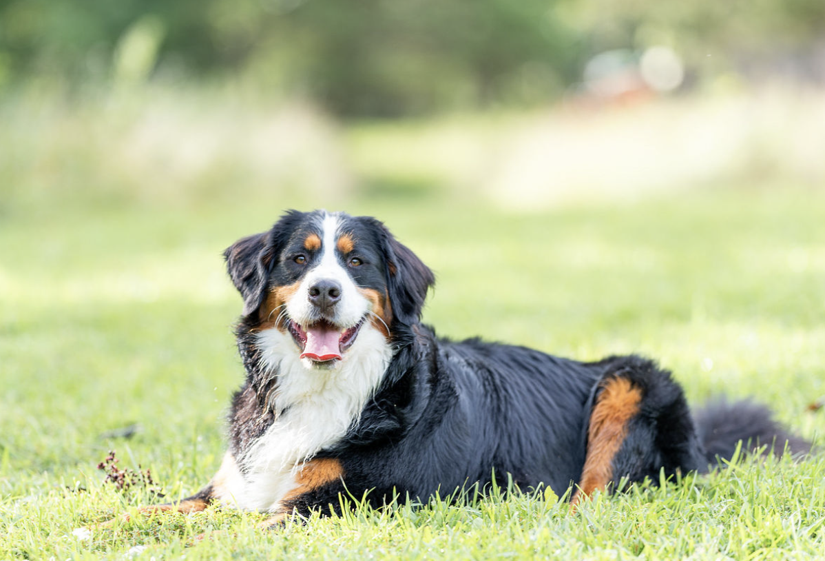 What If We’re Getting Dogs Wrong?