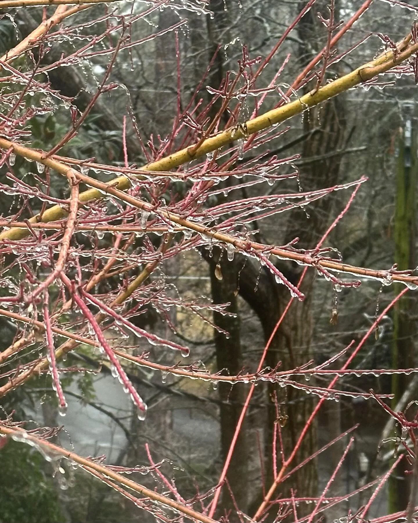 This morning from my window.
#atlantaice
