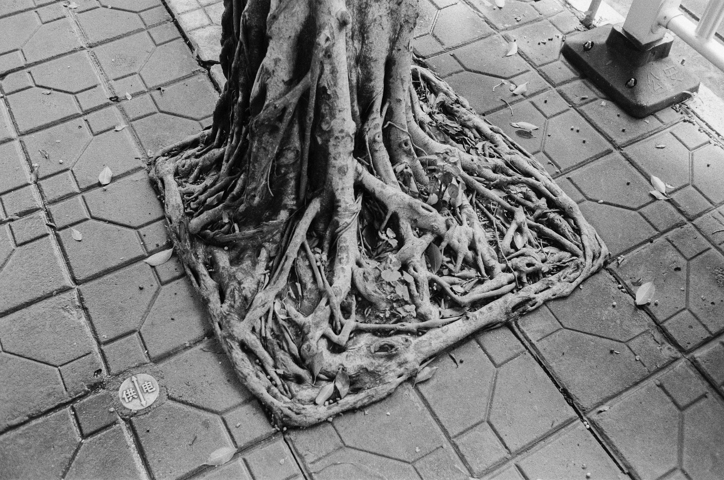 15_100995900029 copy.JPG
