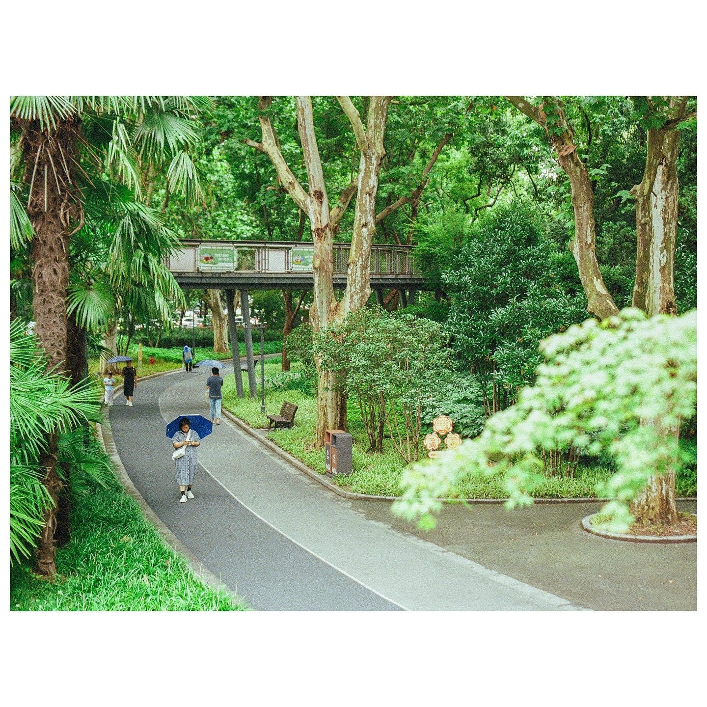 Took on my walk to a library study spot; came out better than expected (ultramax)
6/28/24
————————————
Nikon N80
@nikonusa
#madewithlightroom
#madewithkodak
#nikon #vintagesty