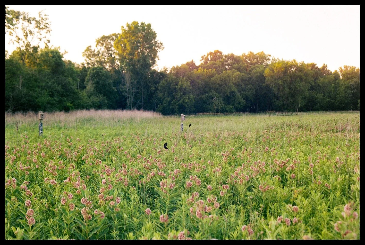 New format
June 28th, 2025
Nikon N80
@nikonusa
#madewithlightroom
#madewithkodak
#35mm #portra400 #puremichigan