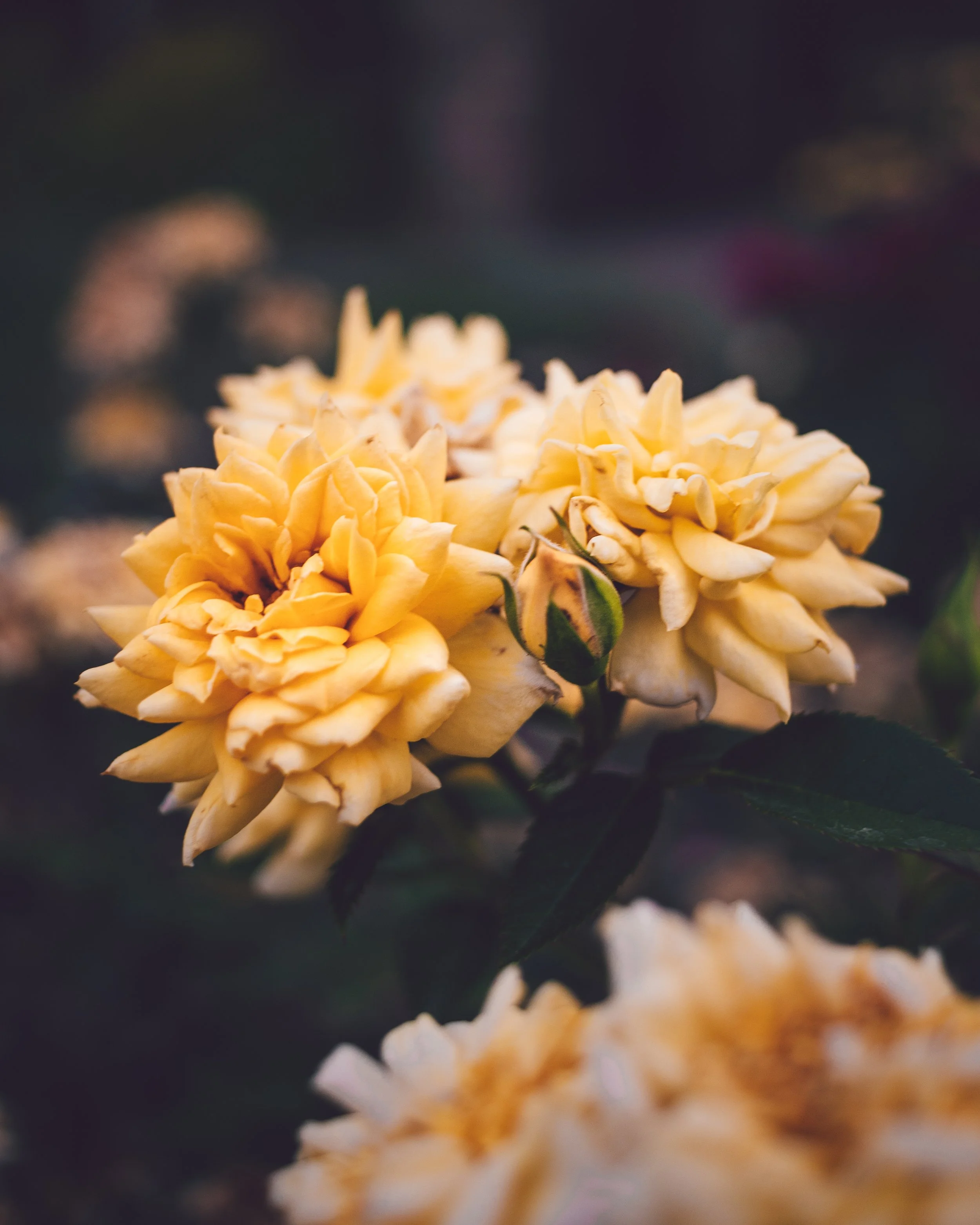 Edited-0269.jpg
