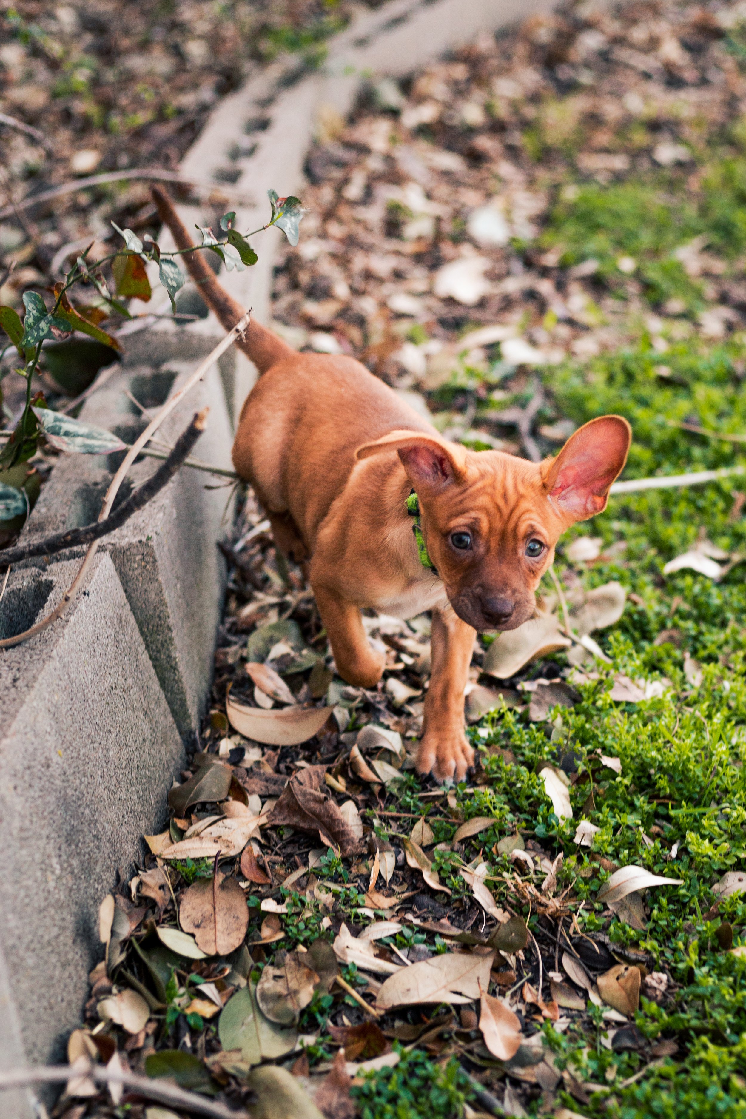 Daisy-2.jpg