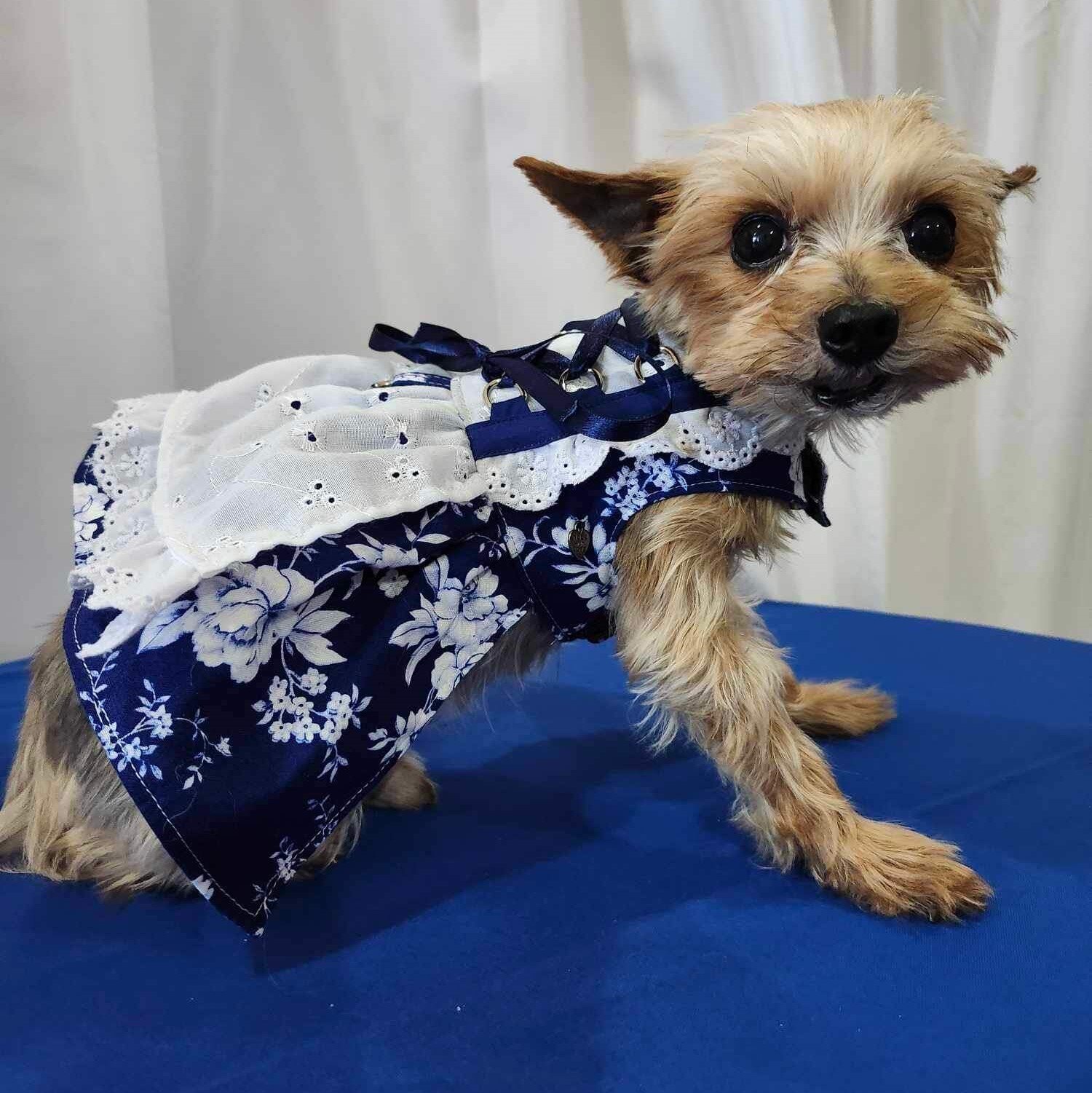 Coming out to the 12th Annual Pints n' Paws Craft Beer Festival! tomorrow?? It's not too late to pick up a Doggy-Dirndl or Hunde-Lederhose at @hollerbachs_outfitters so your furry friends can attend the event in Germanized style! Open tonight until 8