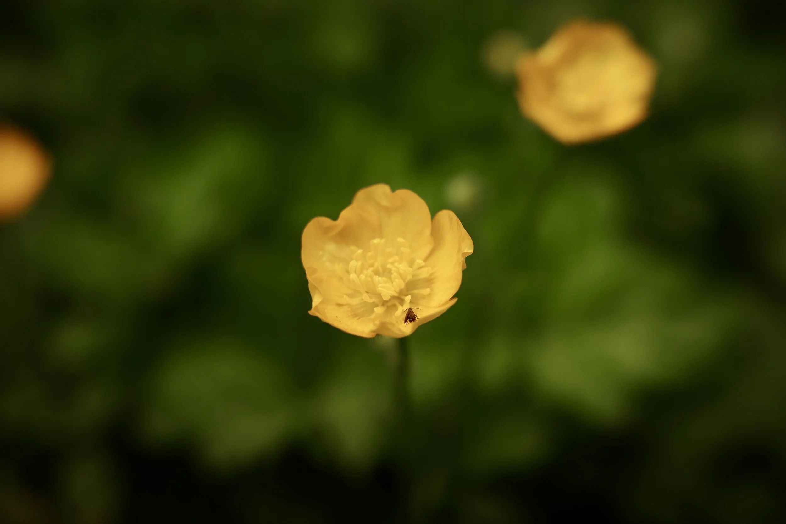 IMG_1366.jpeg