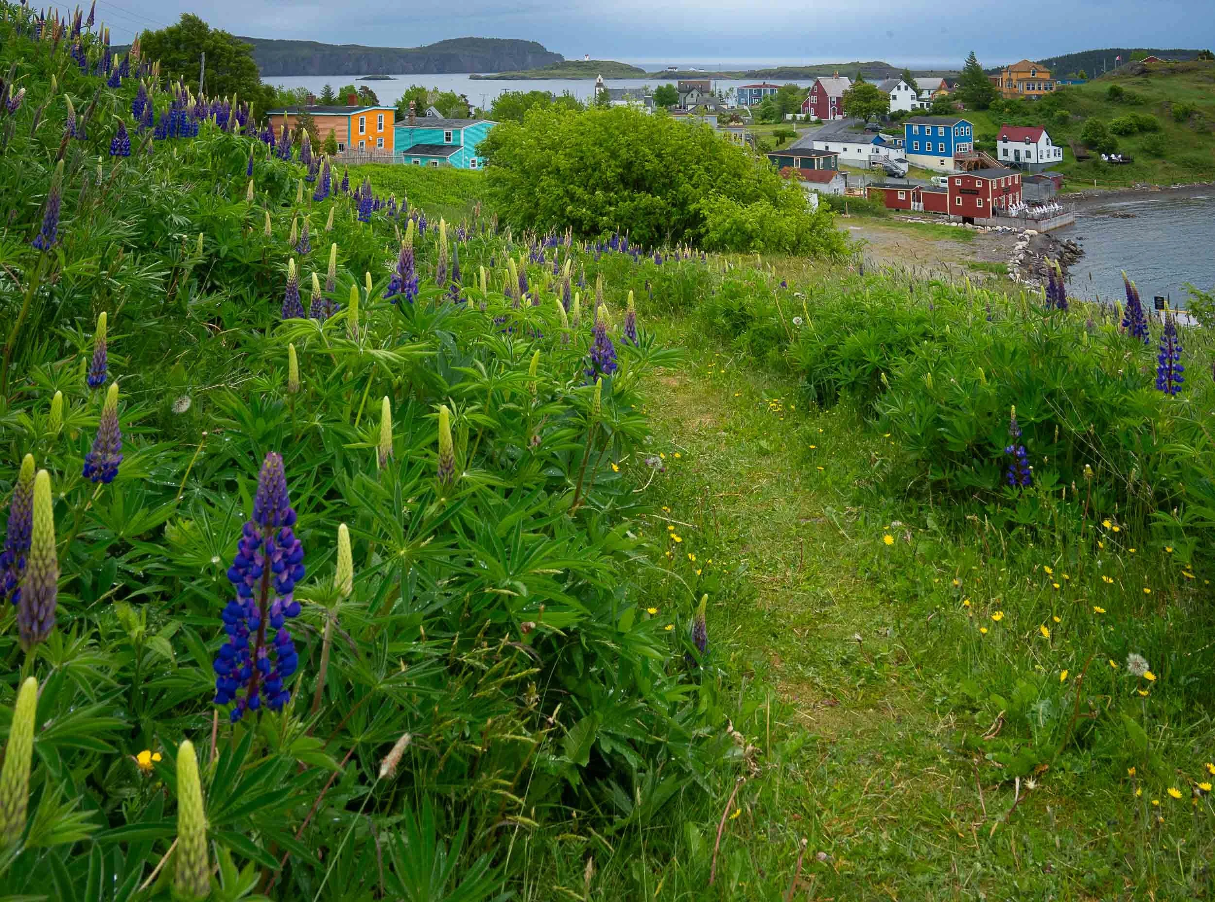 Newfoundland-58.jpg