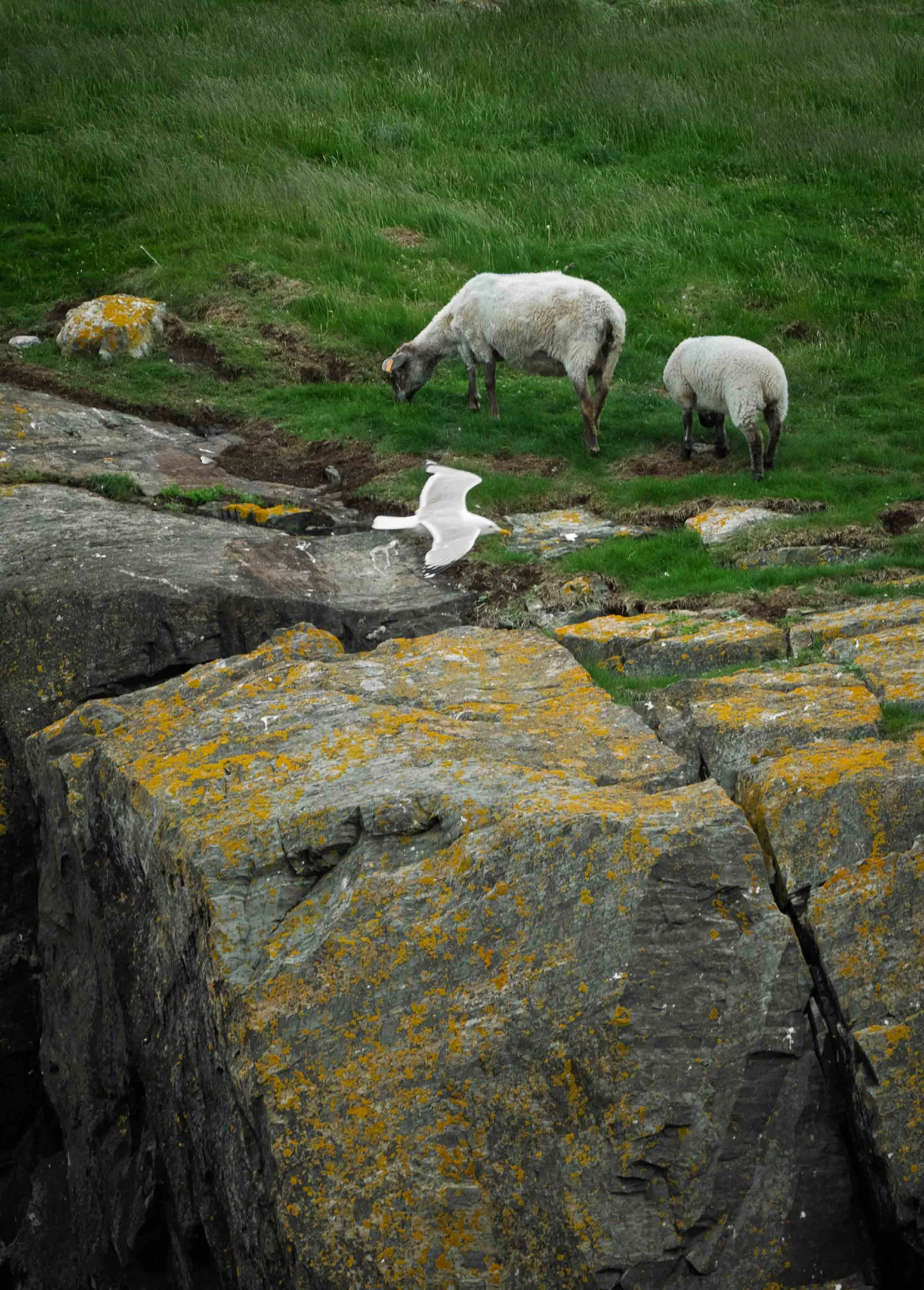 Newfoundland-26.jpg