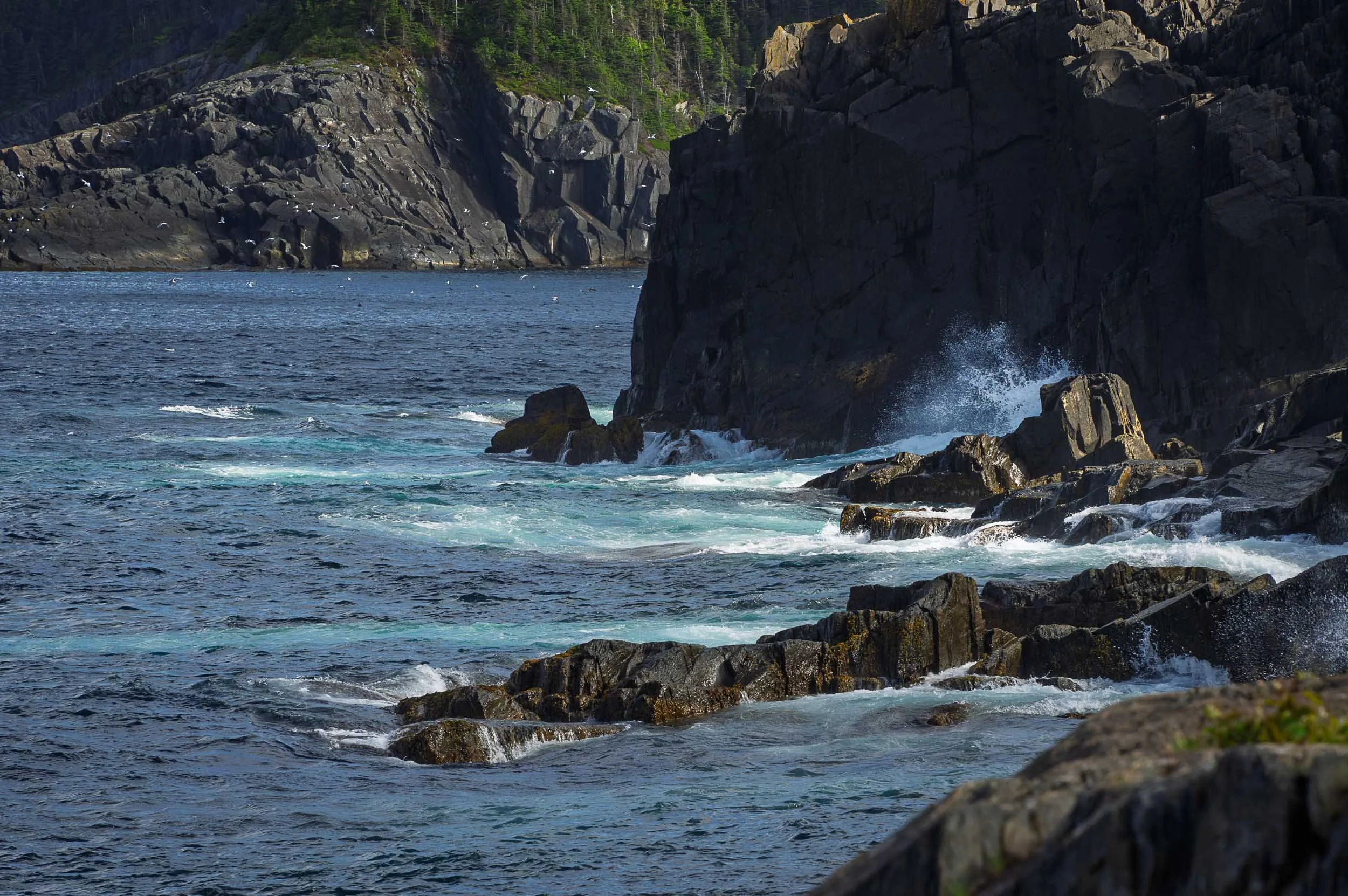 Newfoundland-21.jpg