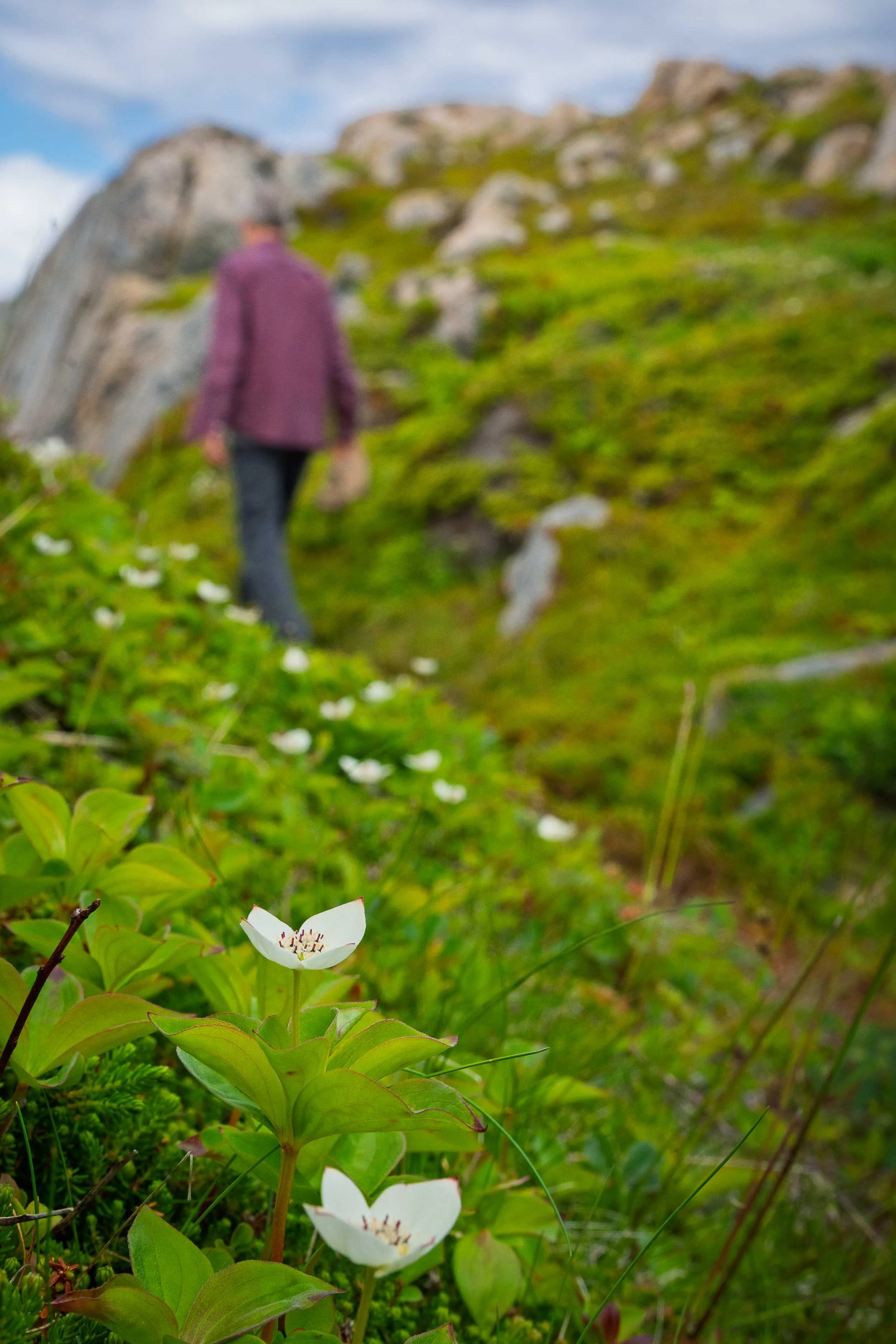 Newfoundland-76.jpg