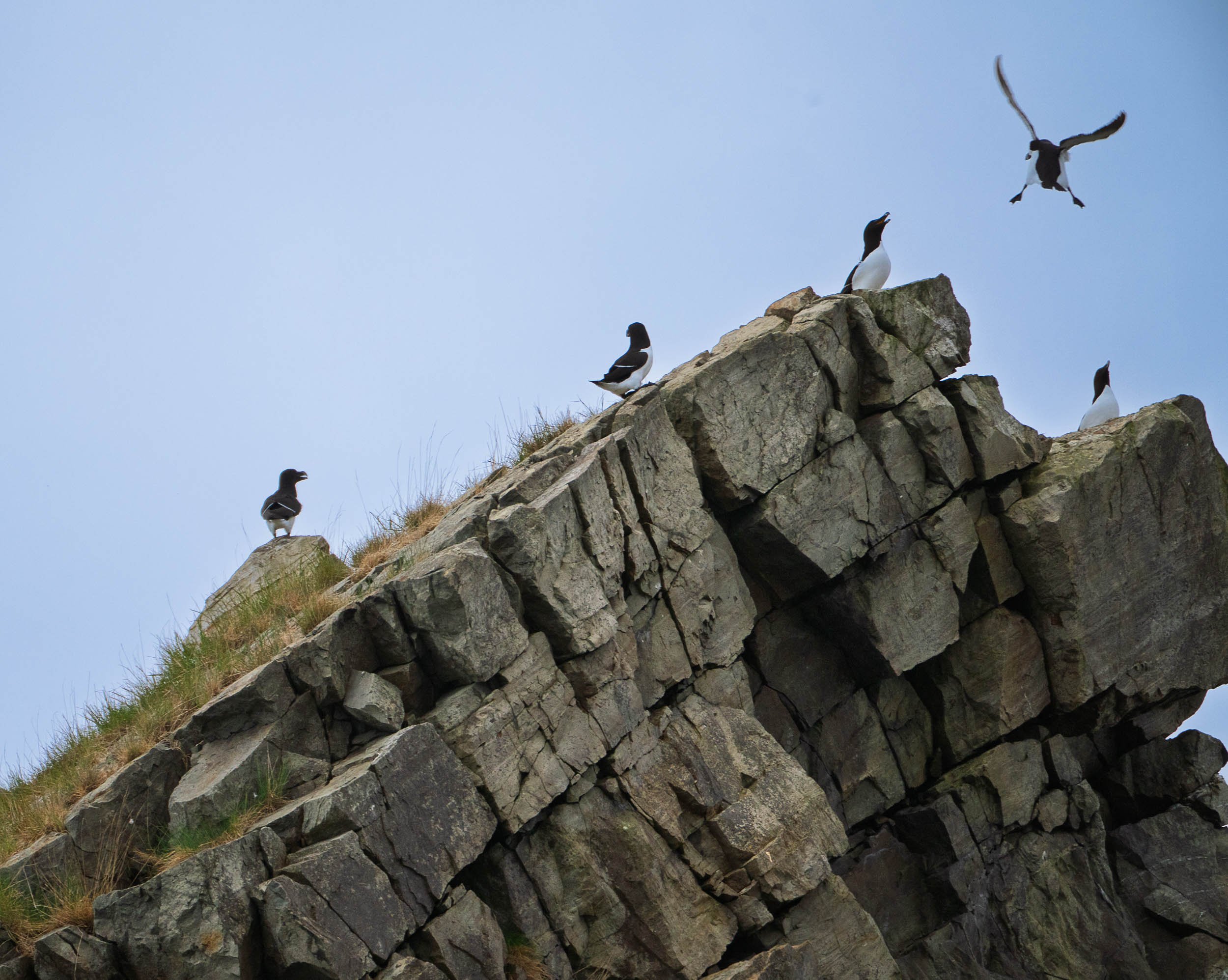 Newfoundland-23.jpg