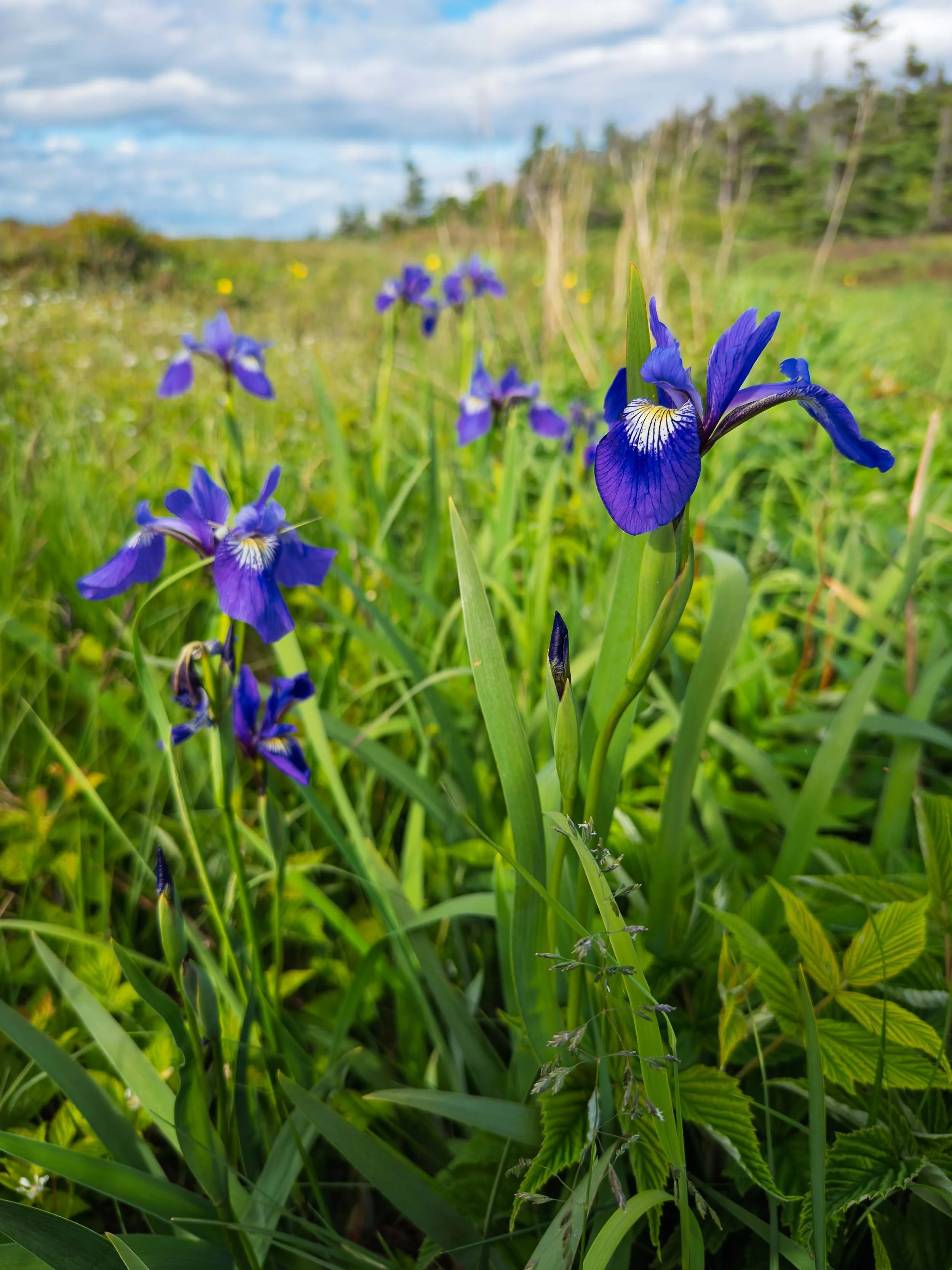 Newfoundland-95.jpg