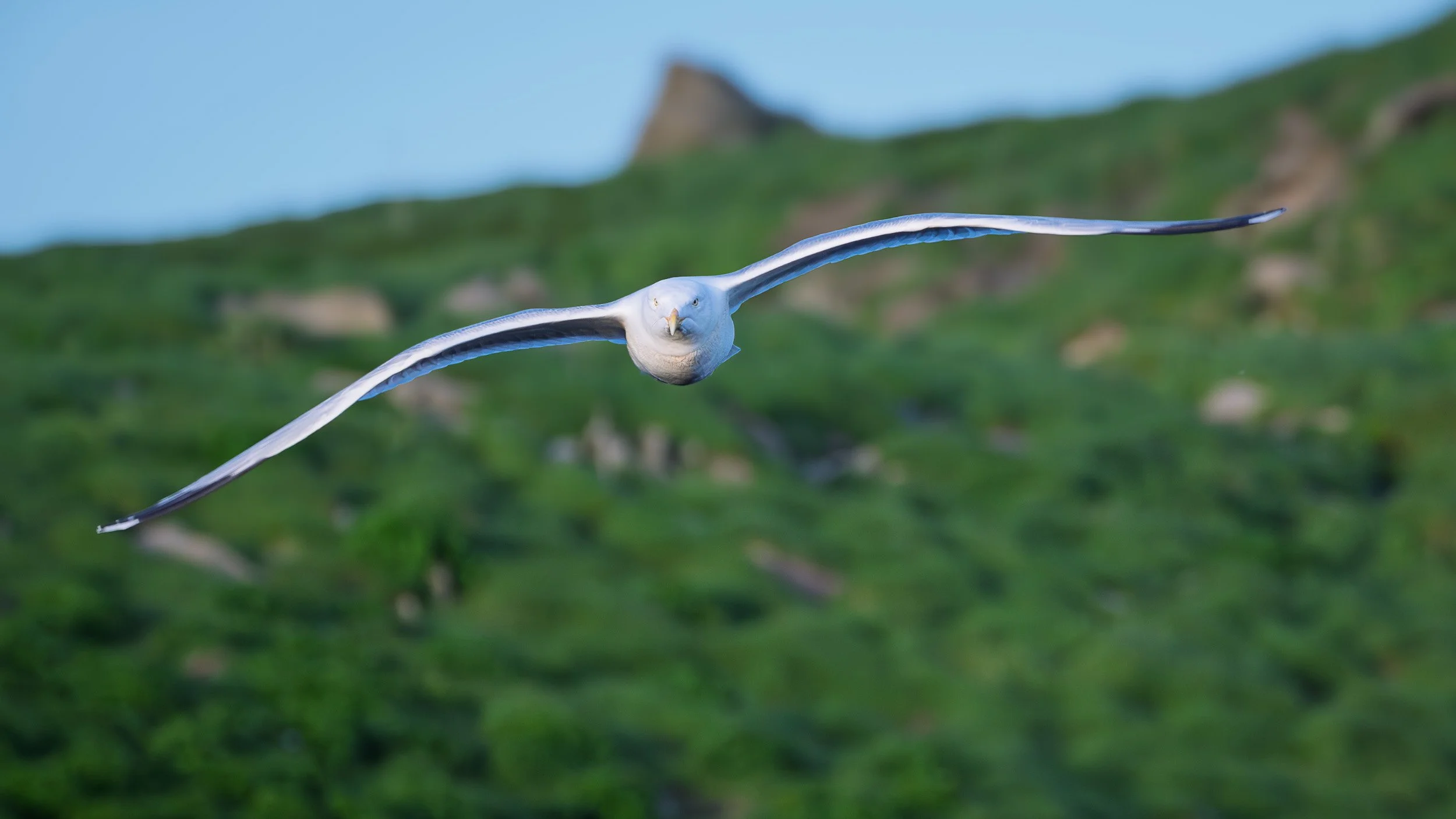 Newfoundland-51.jpg